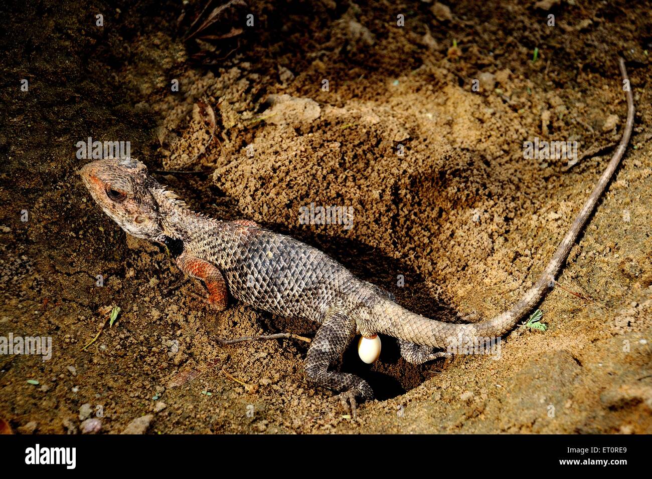 Chameleon laying egg, Chameleons, chamaeleons, Chamaeleonidae, laying eggs, lizard laying eggs