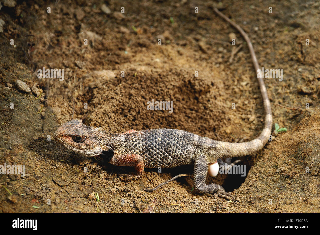 Chameleon laying egg, Chameleons, chamaeleons, Chamaeleonidae, laying eggs, lizard laying eggs