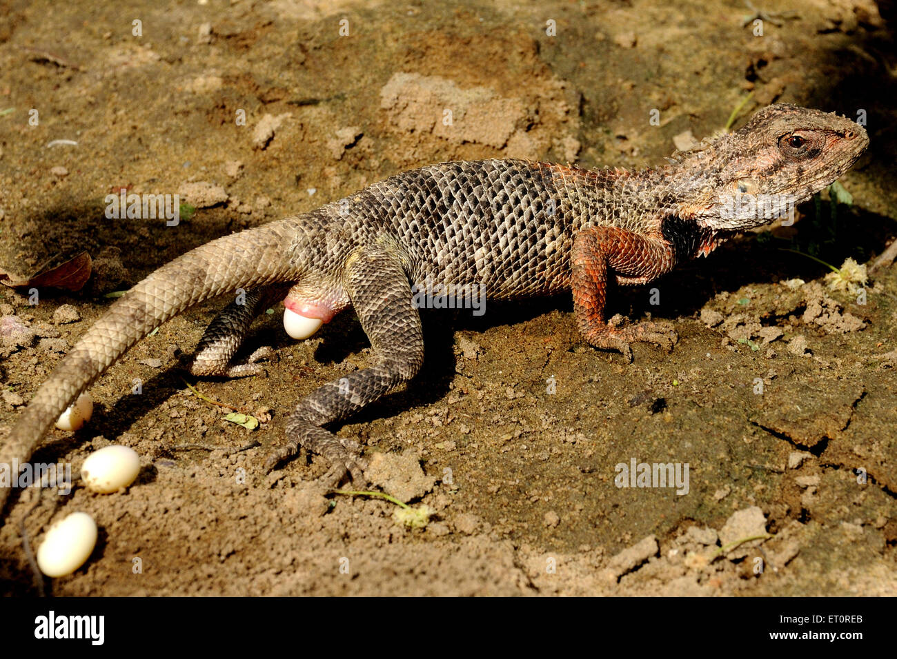 Chameleon laying eggs ; Jodhpur ; Rajasthan ; India ; Asia Stock Photo