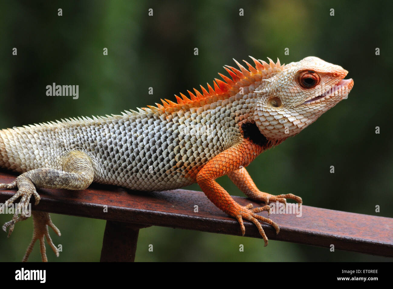 Chameleon ; Jodhpur ; Rajasthan ; India Stock Photo