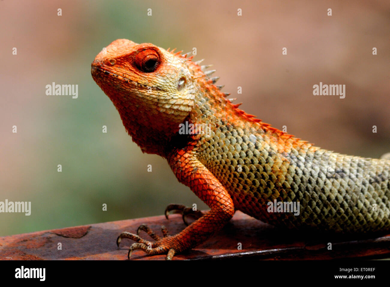 Chameleon ; Jodhpur ; Rajasthan ; India Stock Photo