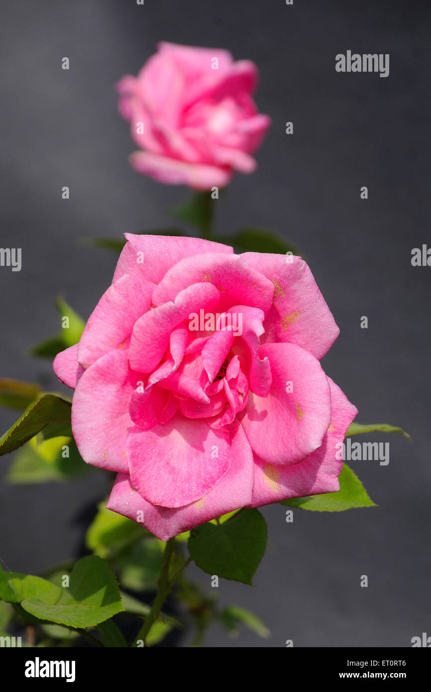Flower pink rose Stock Photo