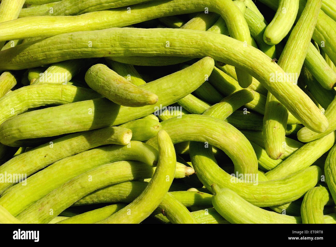 Green vegetable ; kakri cucumbers cucumis utilissimus Stock Photo Alamy