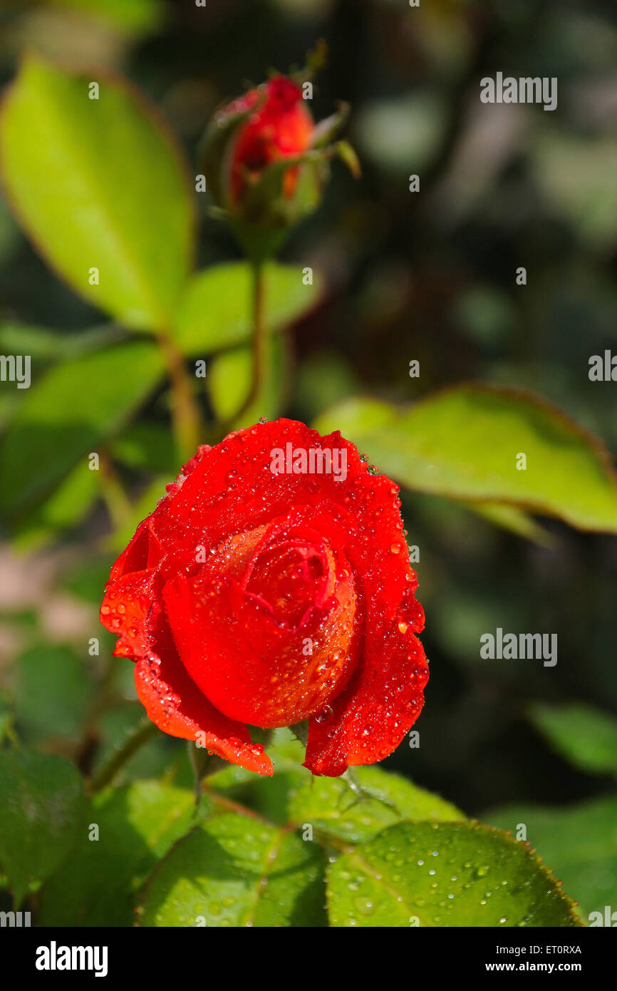 red rose flower with dew drops Stock Photo