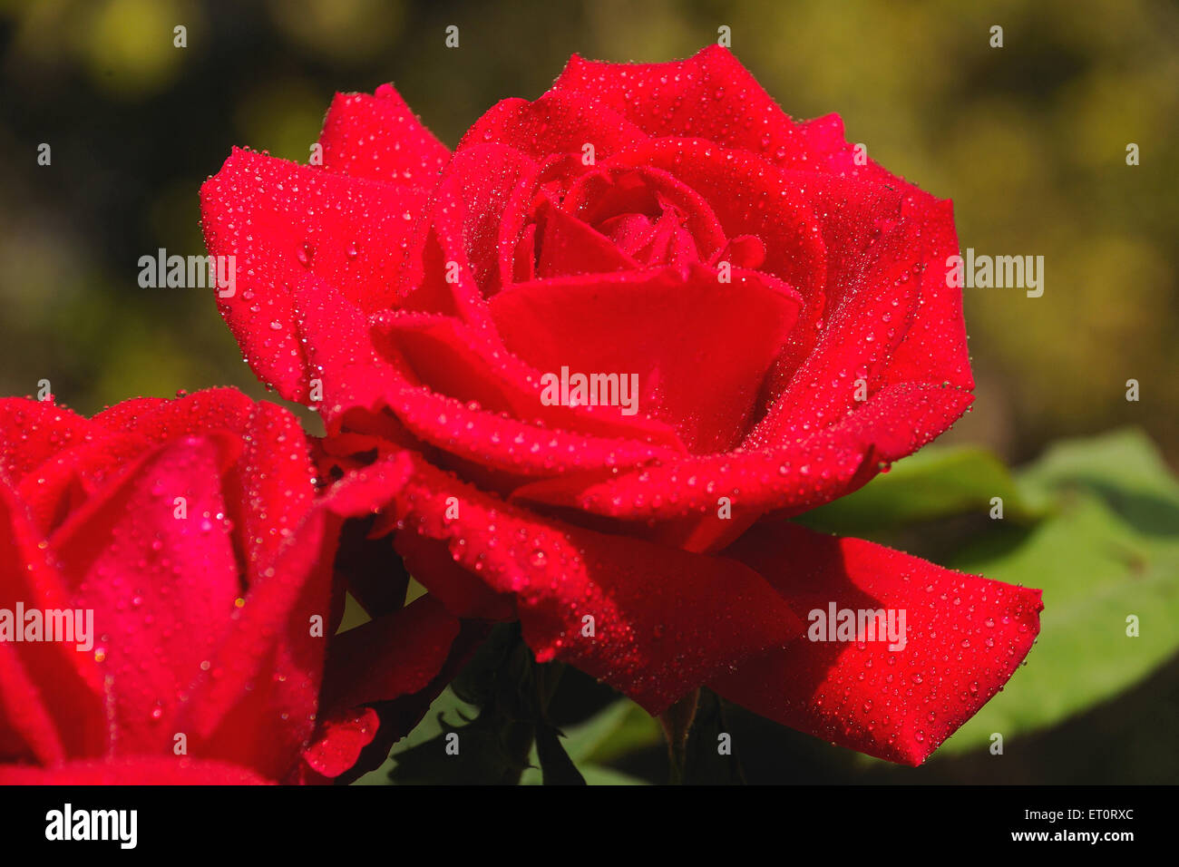 red rose flower with dew drops Stock Photo