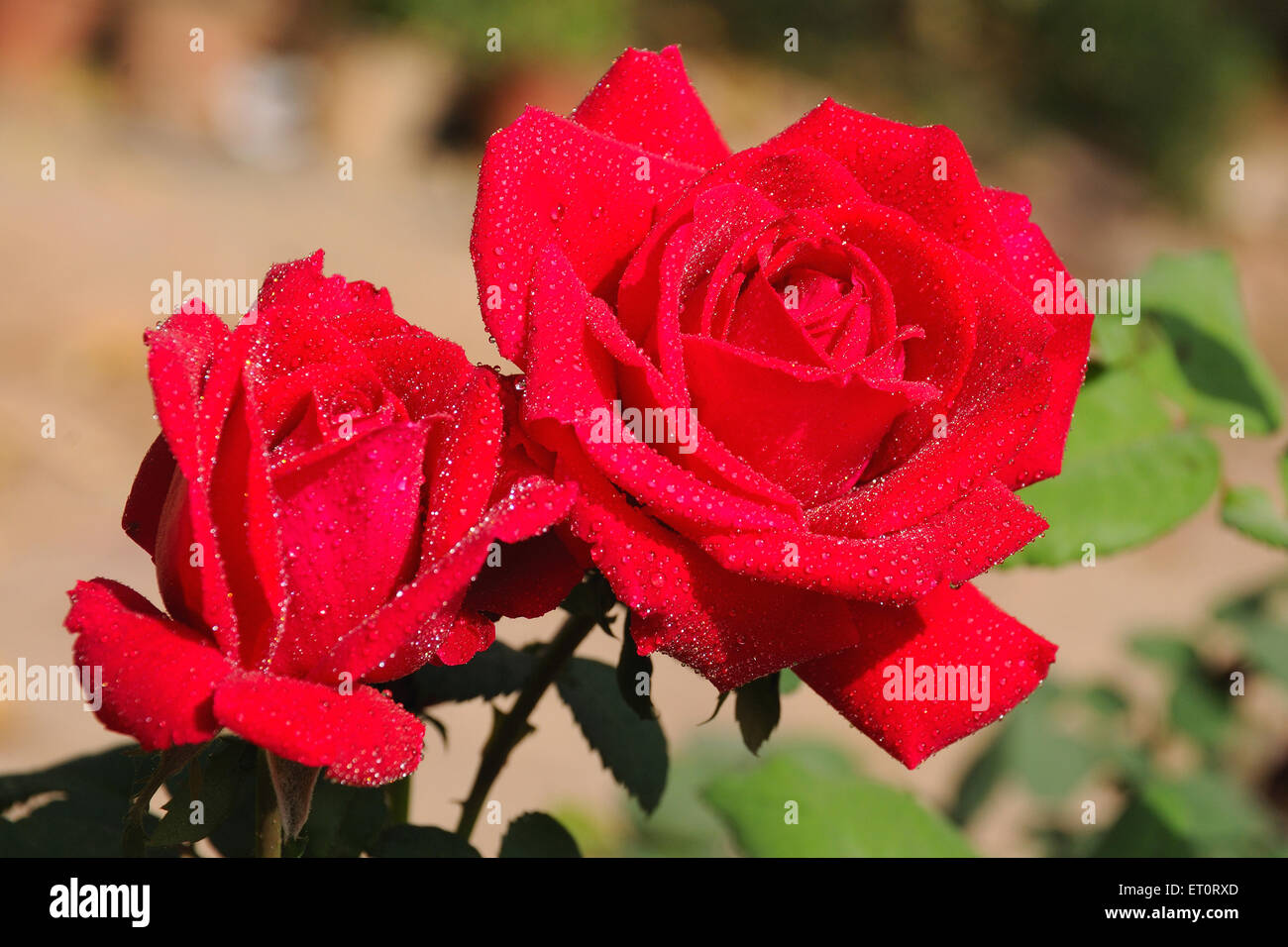 Dewdrops on roses two red roses Stock Photo