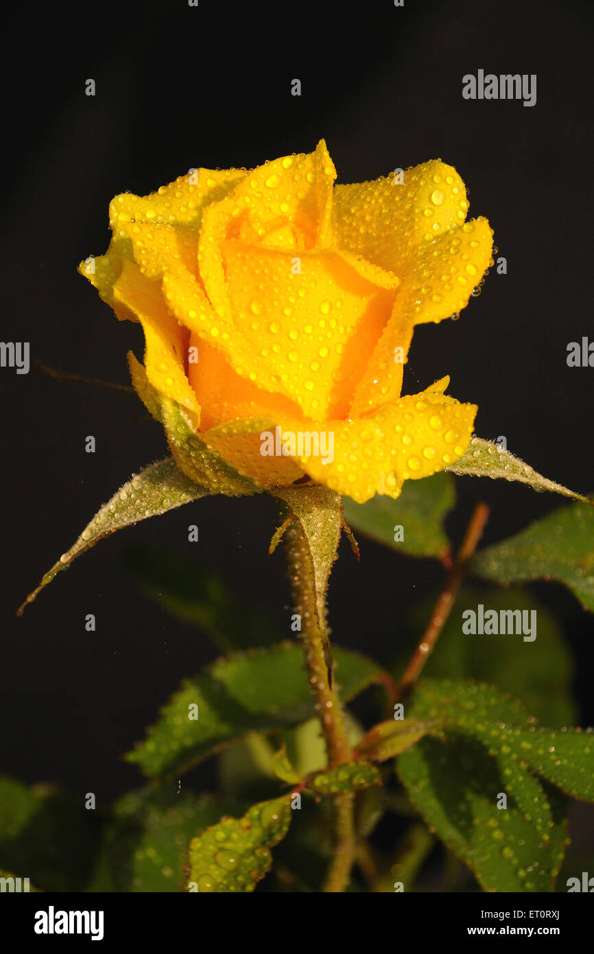 yellow rose with dew drops Stock Photo