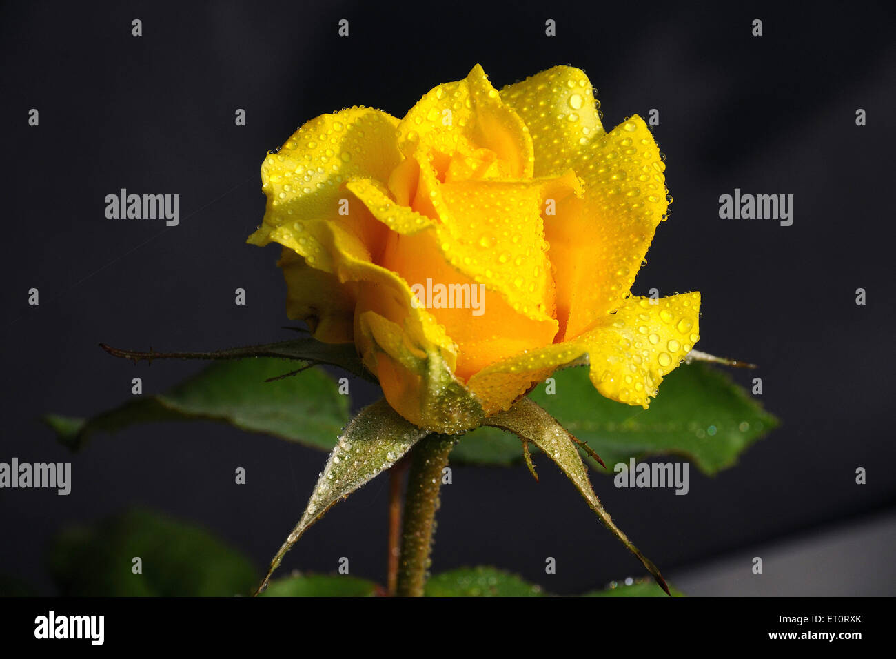 yellow rose with dew drops Stock Photo