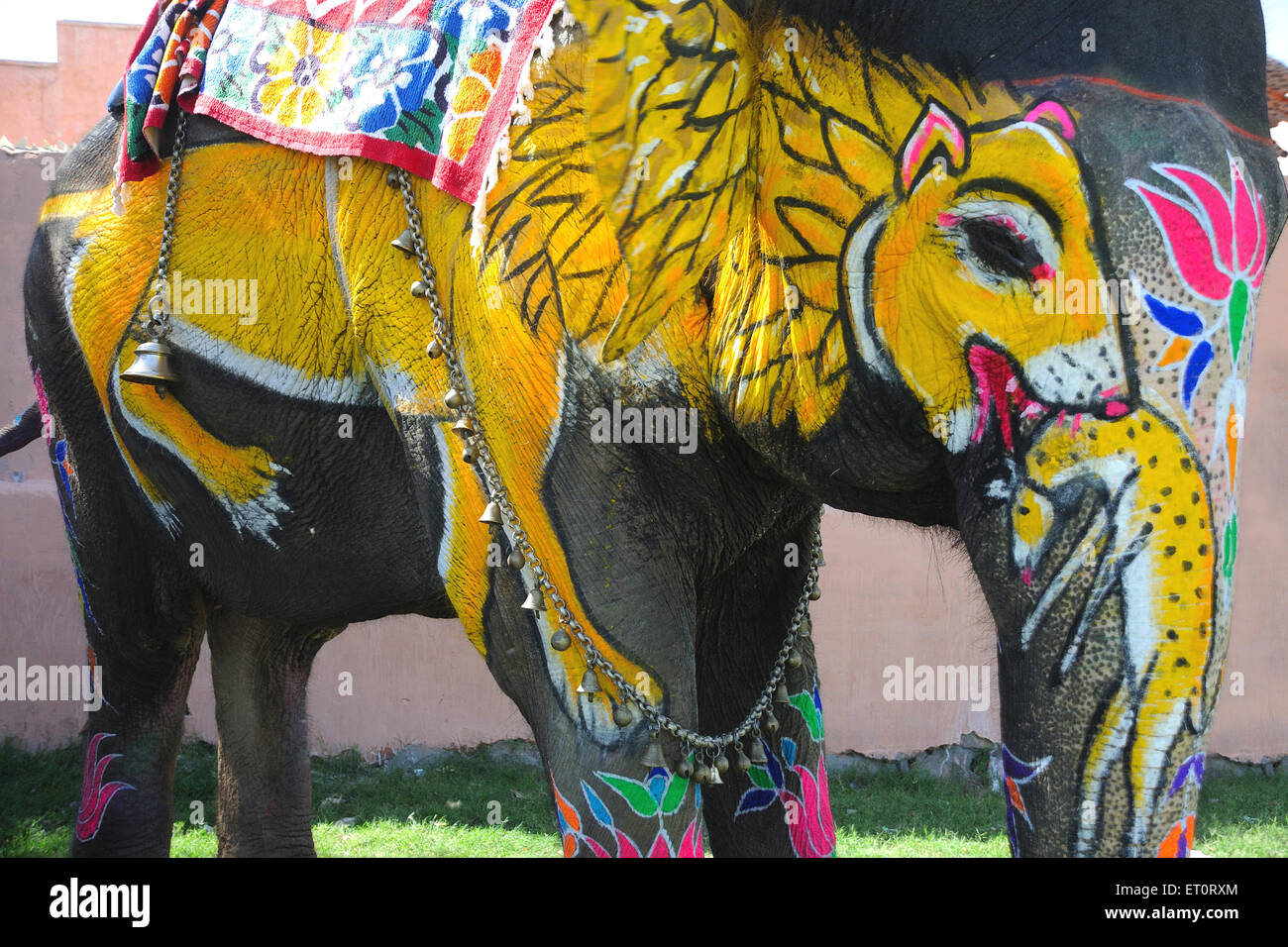 Lion painted on elephant ; Jaipur Rajasthan ; India Stock Photo Alamy