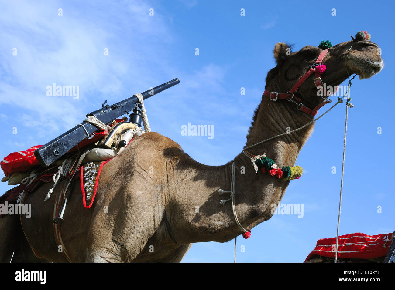 Camel carrying guns ; Rajasthan ; India Stock Photo