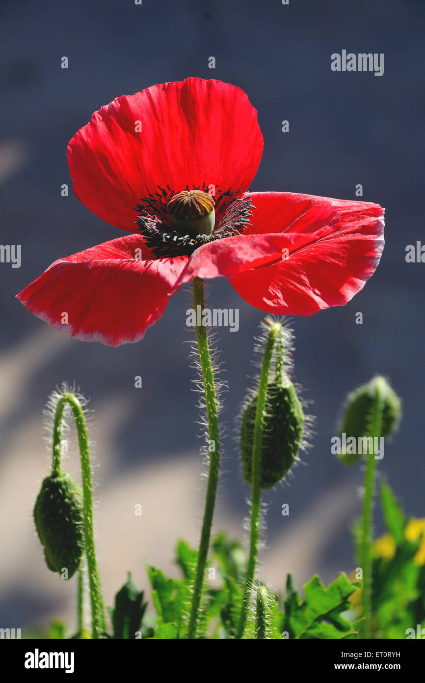 red poppy flower, Papaver rhoeas, common poppy, corn poppy, corn rose, field poppy, Flanders poppy, red poppy, Stock Photo
