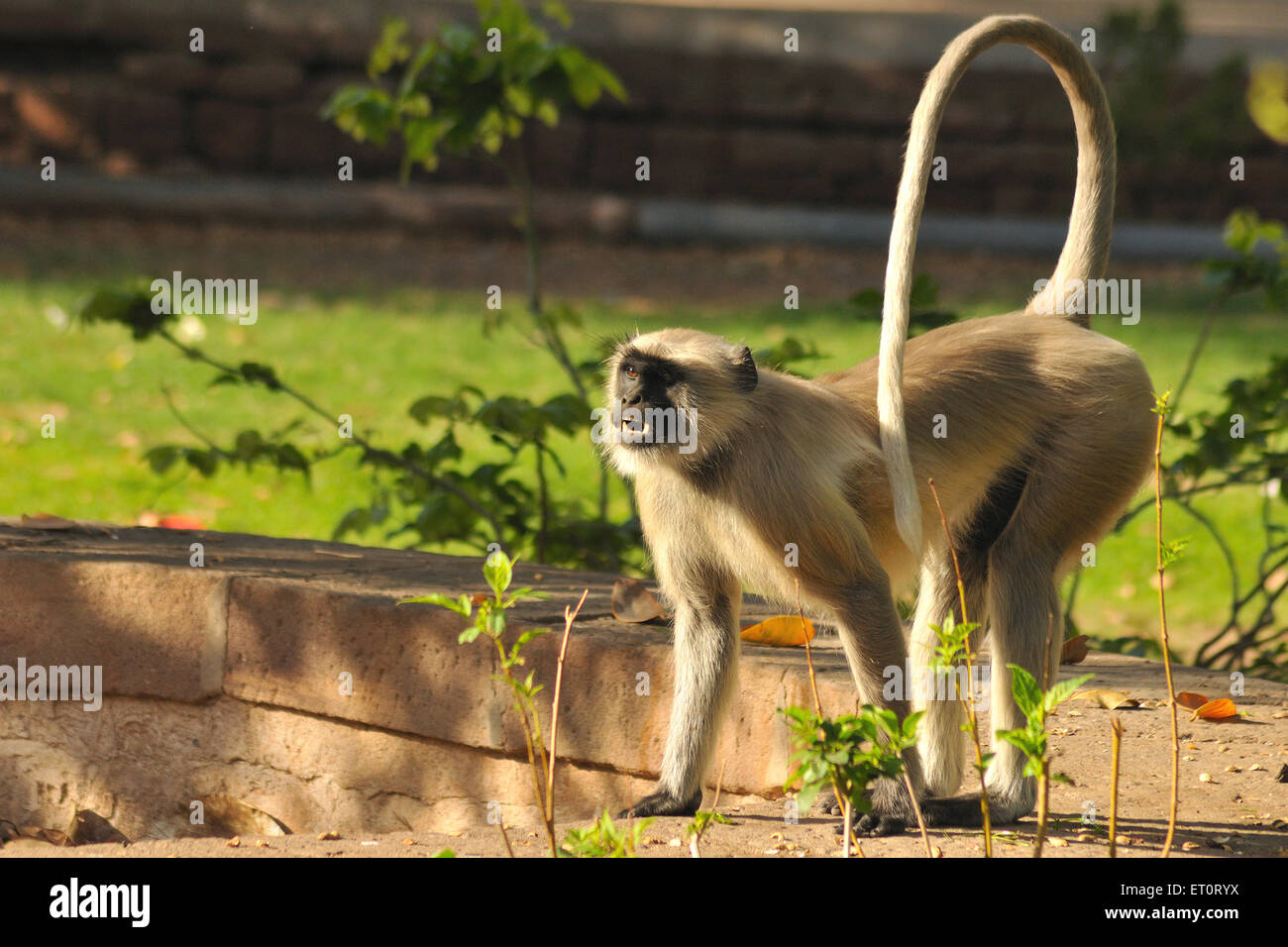 Common Langur , Gray Langur , Hanuman Langur , Hanuman Monkey , sacred langur , Bengal sacred langur , playing , Jodhpur , Rajasthan , India , Asia Stock Photo
