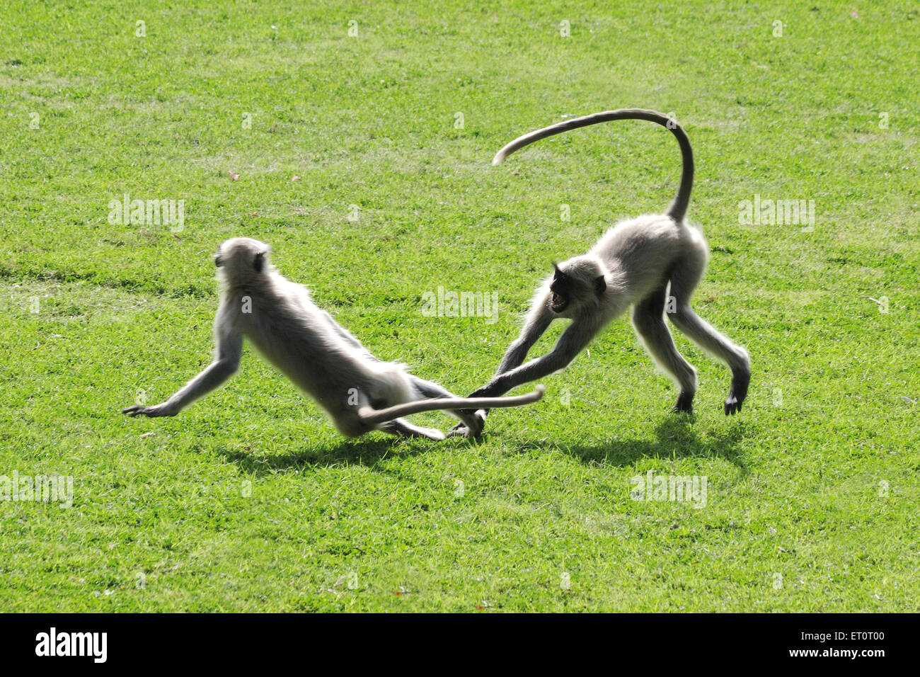 Common Langur , Gray Langur , Hanuman Langur , Hanuman Monkey , sacred langur , Bengal sacred langur , playing , Jodhpur , Rajasthan , India , Asia Stock Photo