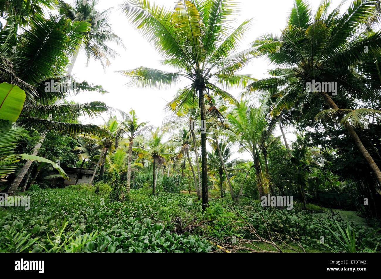 Palm trees ; Ernakulum ; Cochin ; Kochi ; Kerala ; India Stock Photo