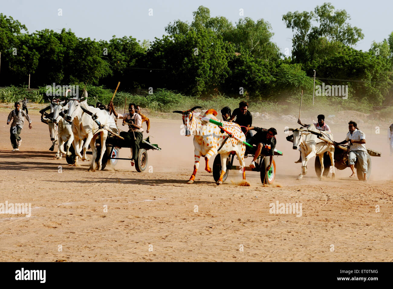 Ox Cart Race at marwar festival ; Jodhpur ; Rajasthan ; India Stock Photo