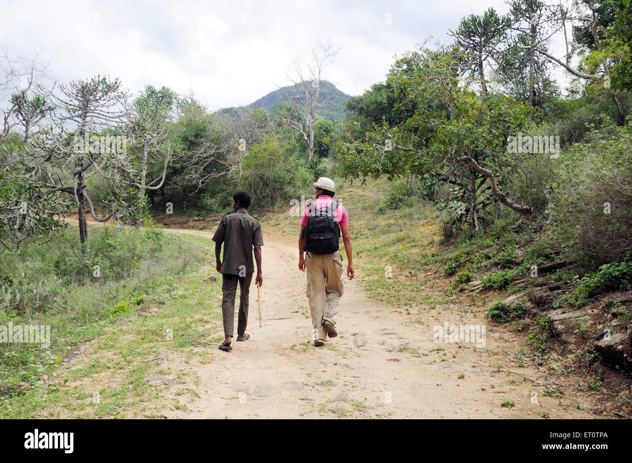 Tourist with guide walking in wild life century ; Chinar ; Munnar ; Kerala ; India Stock Photo