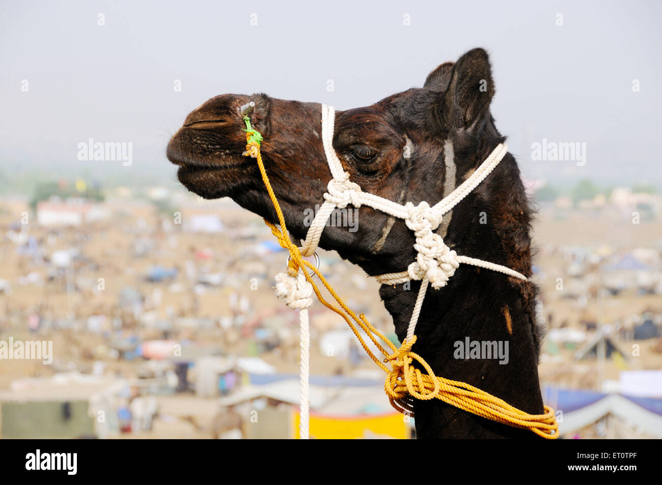 Black camel at pushkar fair ; Rajasthan ; India Stock Photo
