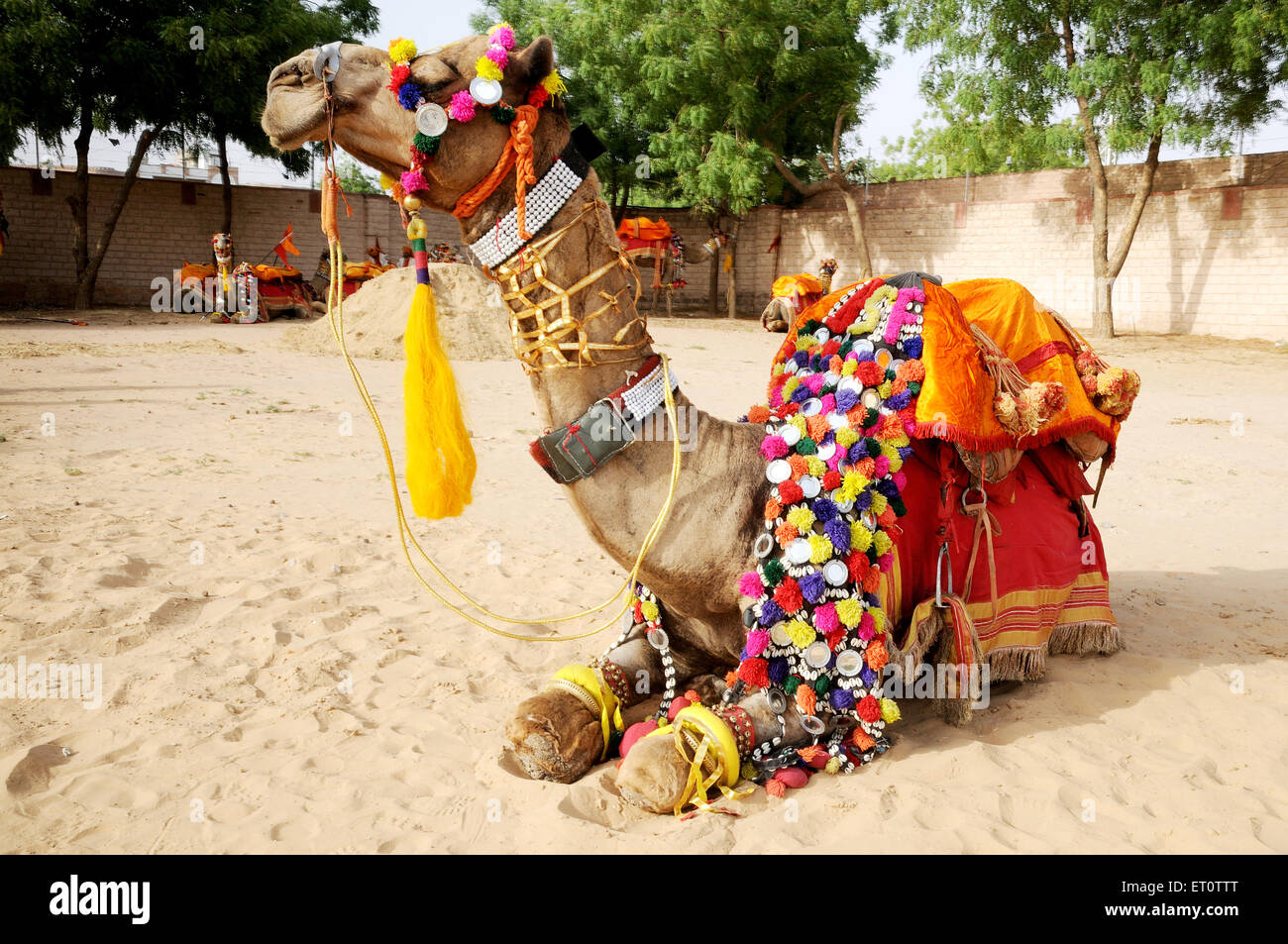 Decorated camel hi-res stock photography and images - Alamy