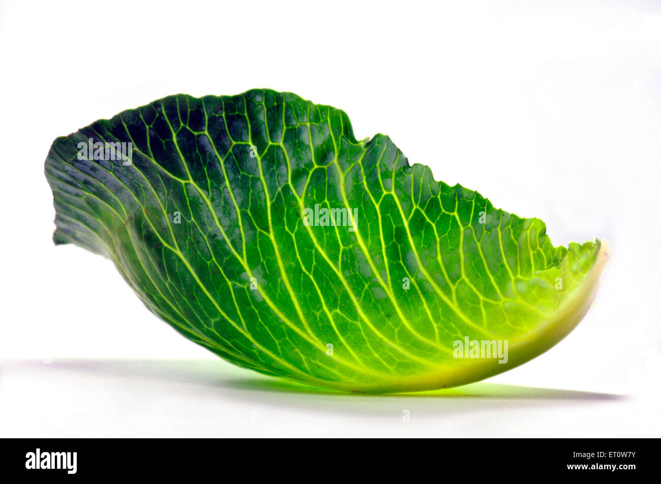 Fresh green cabbage leaf on white background Stock Photo