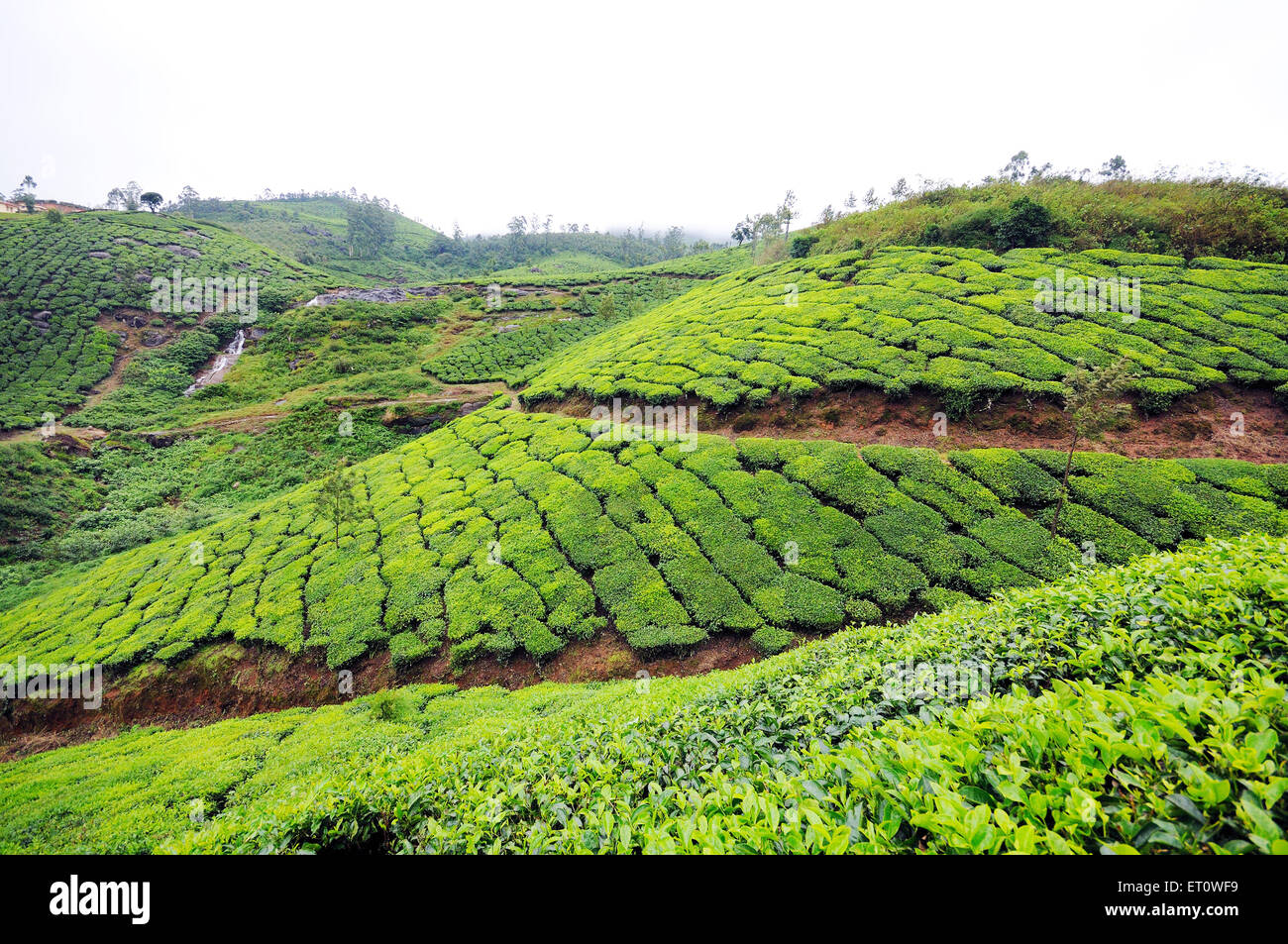 Tea gardens in Munnar hill station ; Kerala ; India Stock Photo Alamy
