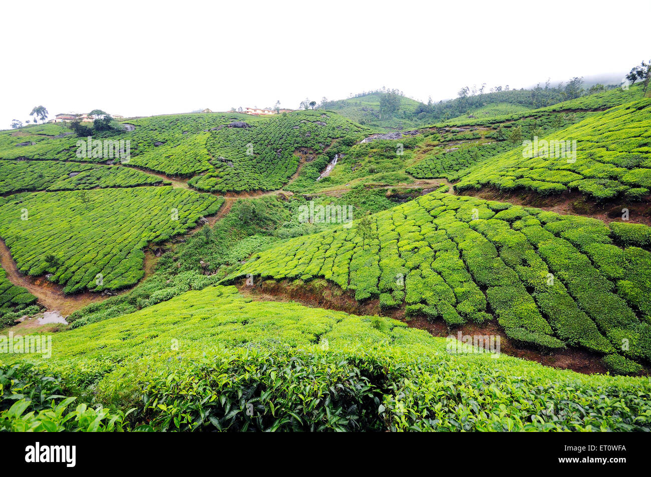 Munnar tea leaves hires stock photography and images Alamy