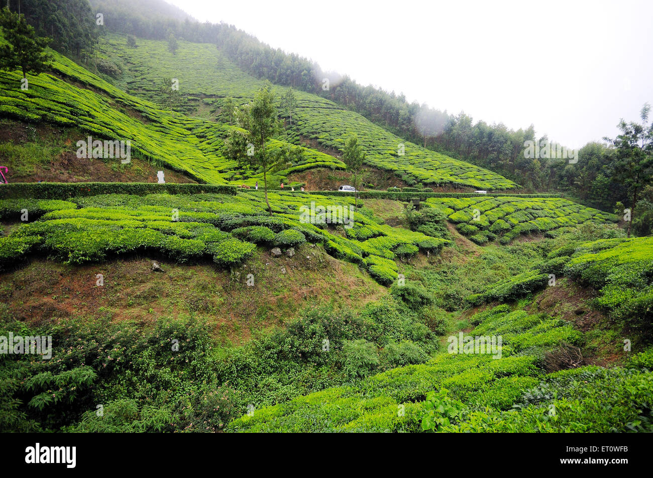 Tea gardens in Munnar hill station ; Kerala ; India Stock Photo Alamy