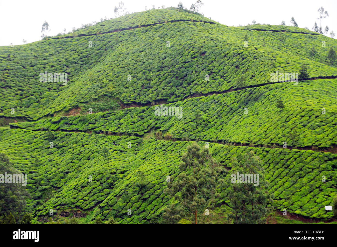 Tea plantations in munnar hires stock photography and images Alamy