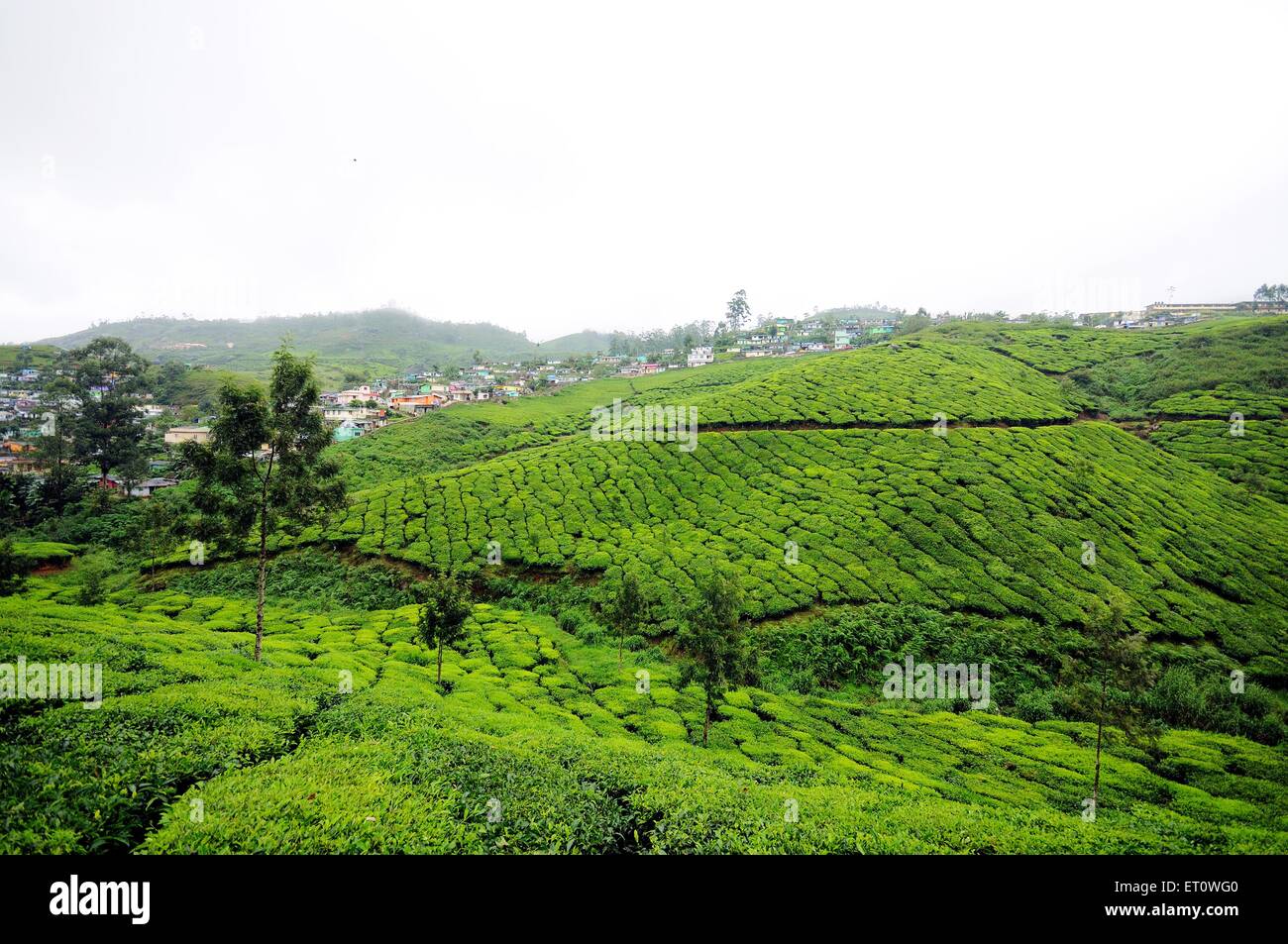 Tea gardens in munnar hill station ; Kerala ; India Stock Photo Alamy
