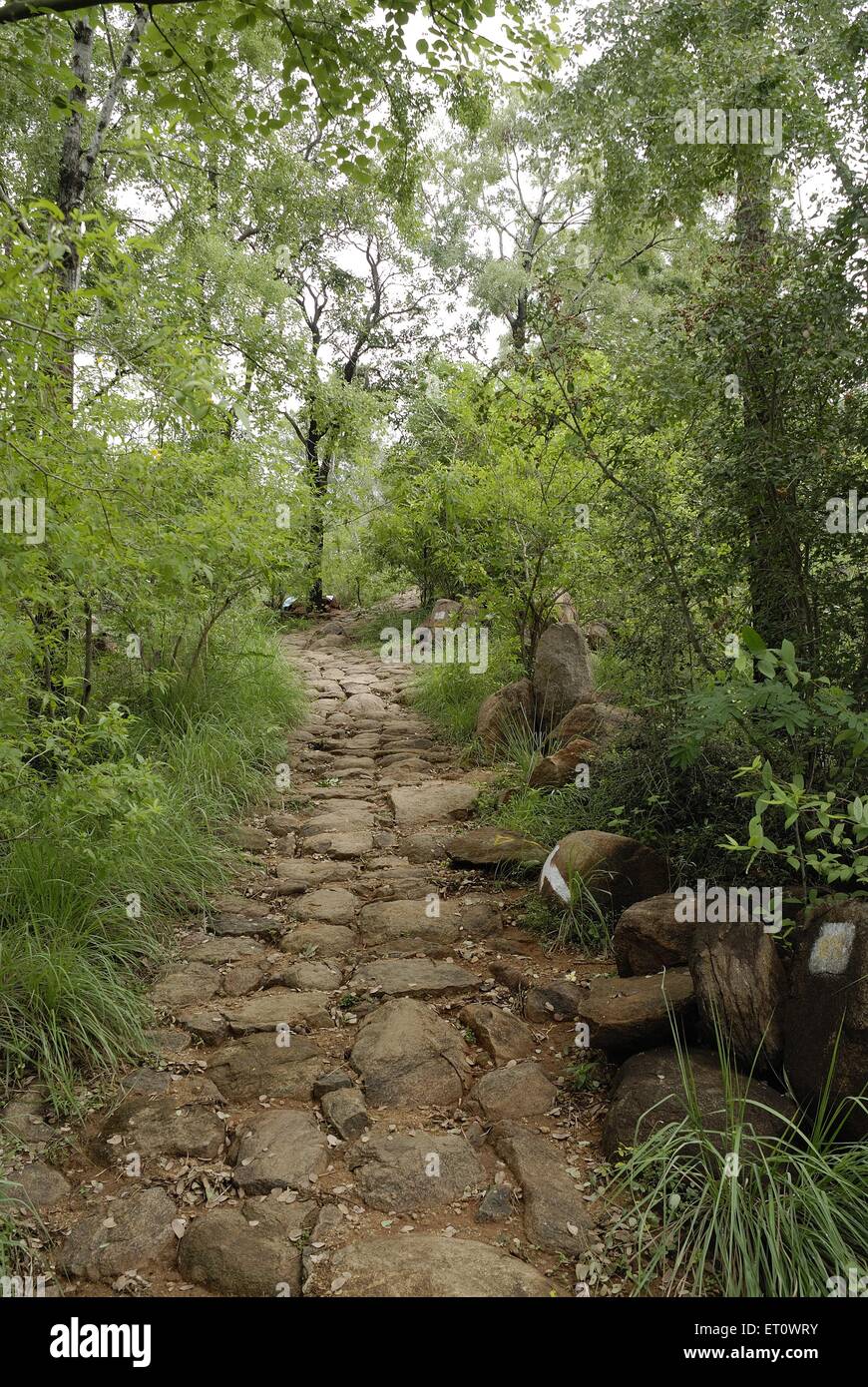 Mount Arunachala forest path, Arunachala hill, Annamalai hill, Thiruvanamalai, Tamil Nadu, India Stock Photo
