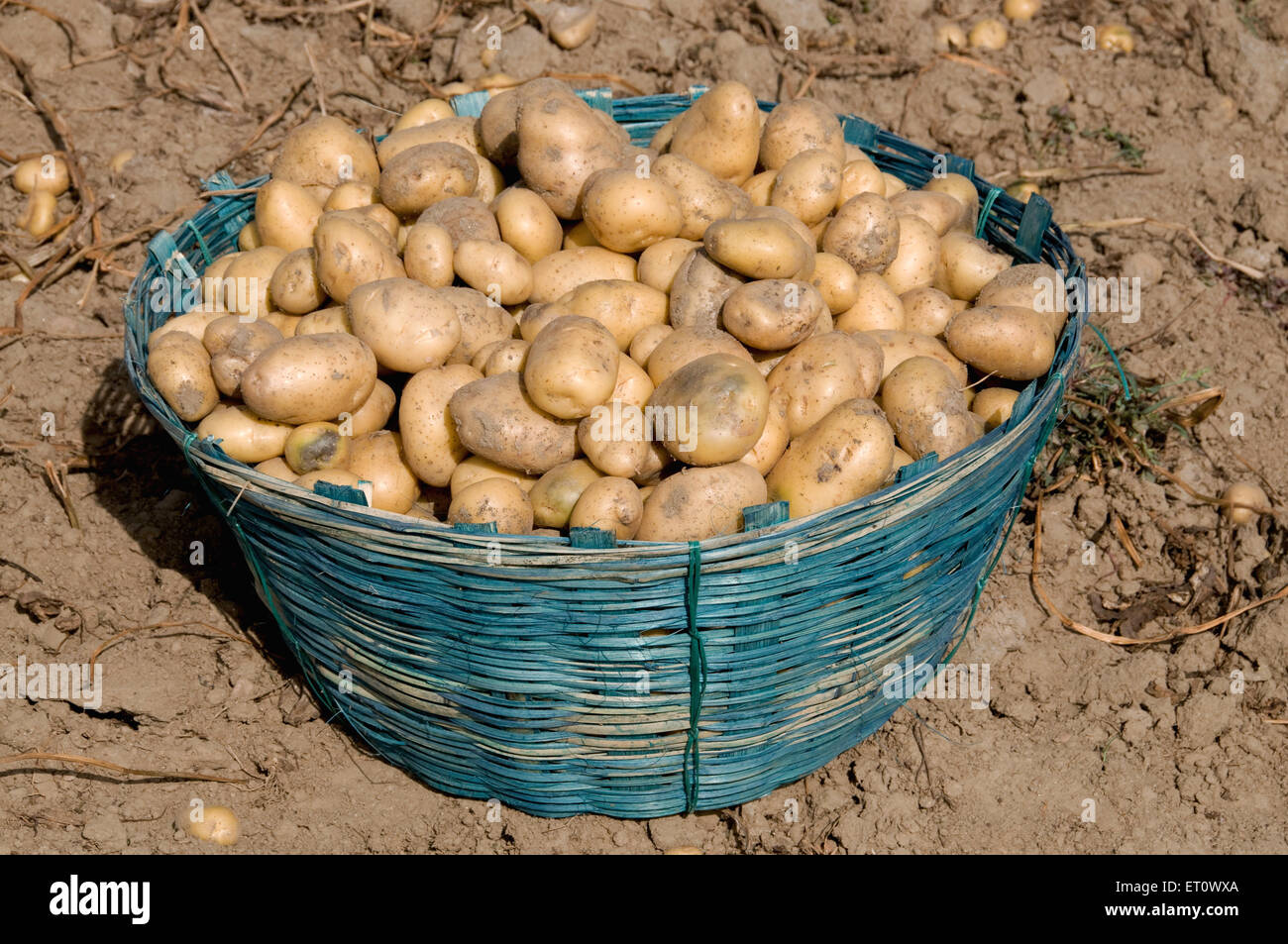 Potato in cane basket ; Patna ; Bihar ; India Stock Photo