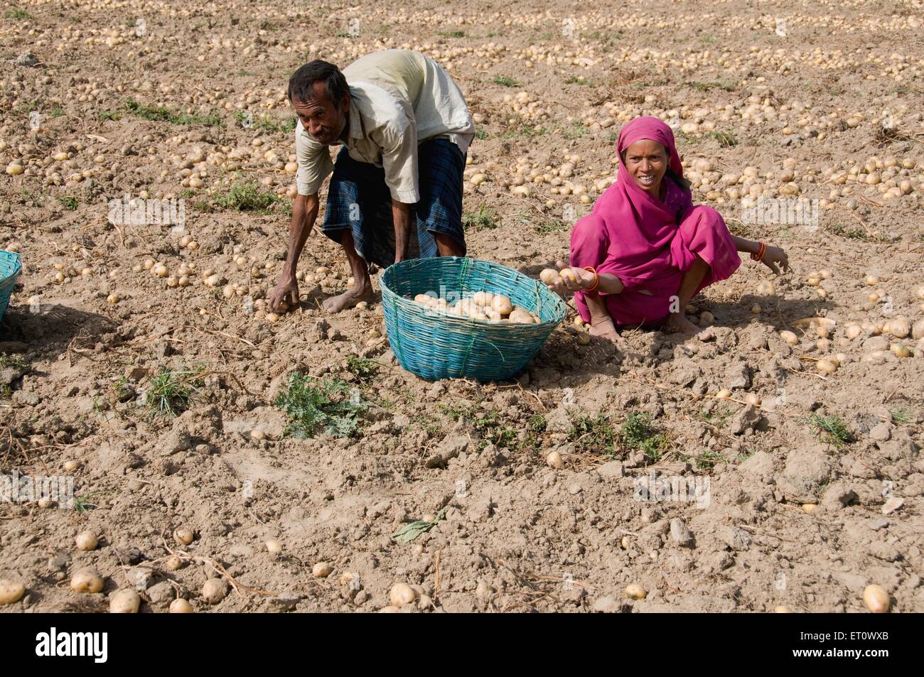 People collecting potato crop ; Patna ; Bihar ; India NO MR Stock Photo