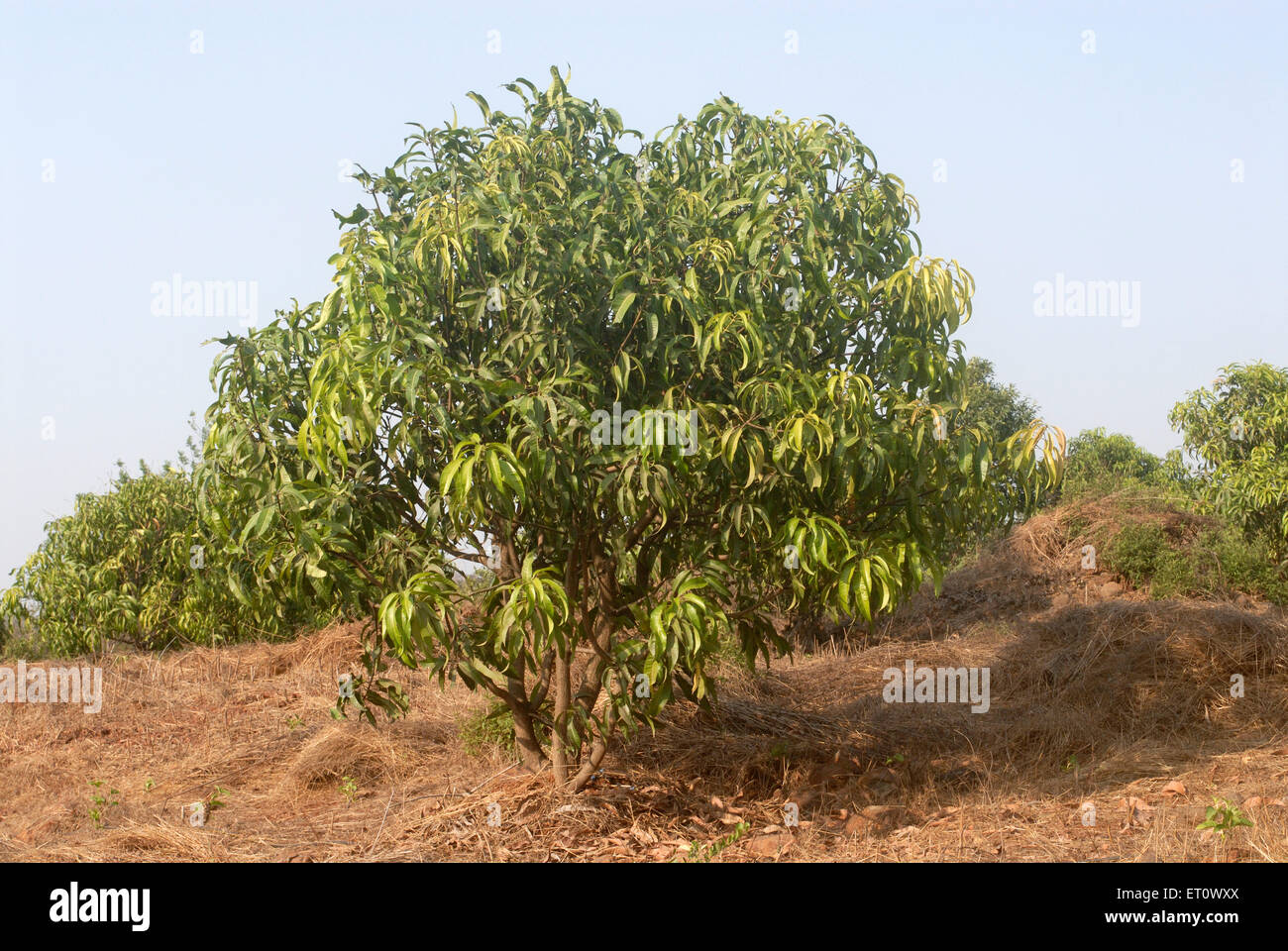 Mango tree, Mangifera indica, Raigad, Maharashtra, India Stock Photo