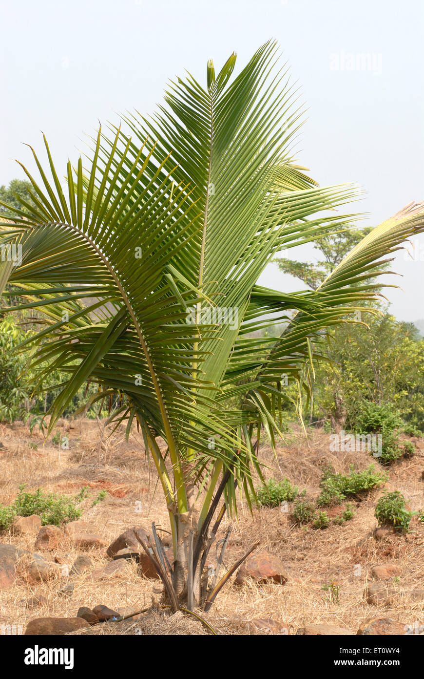 Coconut tree palm trees plantation, village Jambhulwadi, Raigad, Maharashtra, India Stock Photo
