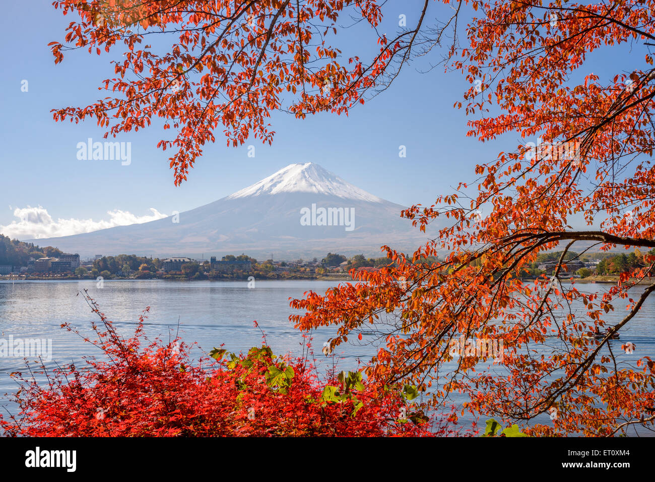 Mt. Fuji, Japan at Lake Kawaguchi during the autumn season. Stock Photo
