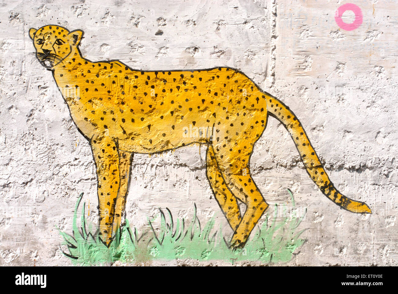 Leopard ; Cheetah Acinonyx Jubatus wild animal painted on wall of Rajiv  Gandhi Zoological park ; Katraj ; Pune Stock Photo - Alamy