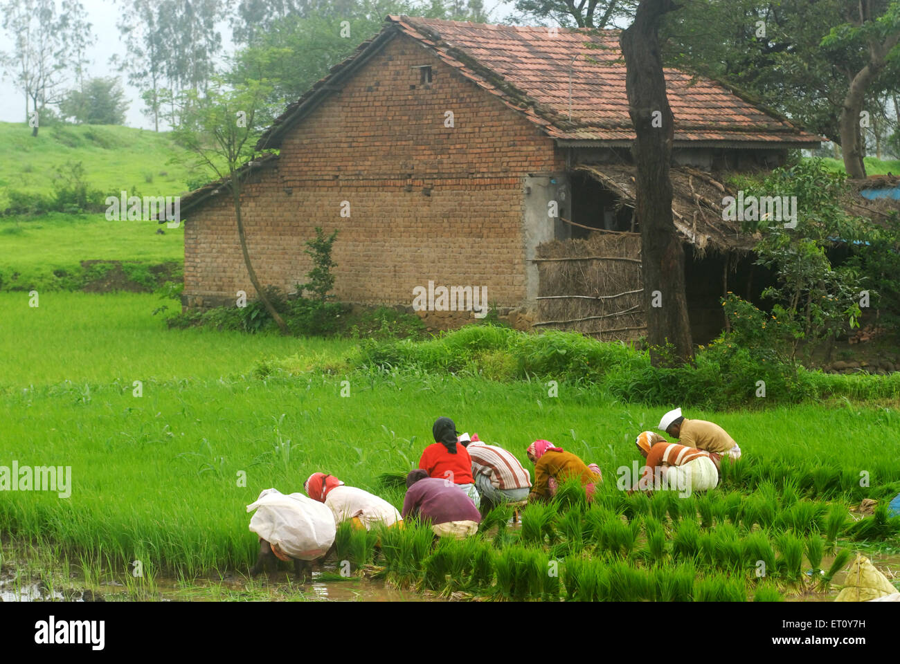 Farmers sowing rice crop in paddy field and house at Madh ; Malshej Ghat ; Maharashtra ; India Stock Photo