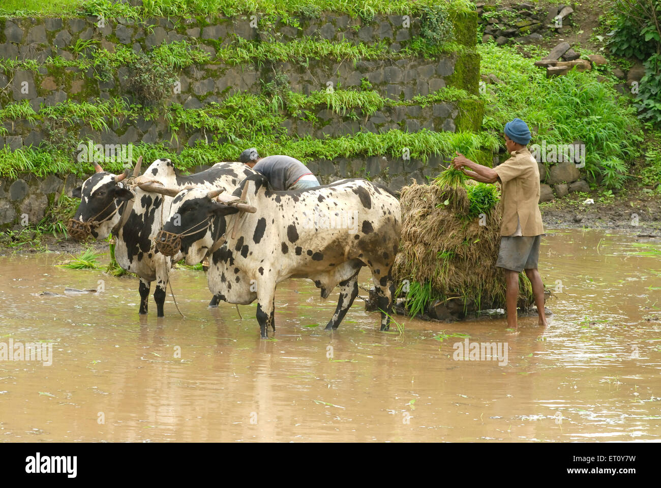 A FARMER WITH HIS BULLOCK CART RURAL LIFE, INDIA For sale as Framed Prints,  Photos, Wall Art and Photo Gifts