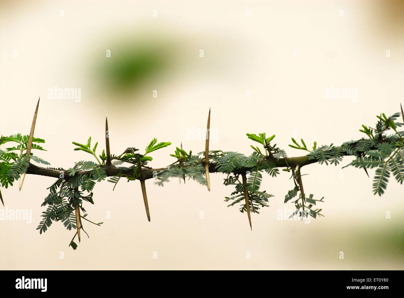 Thorns on stem of babhal or babul tree ; Madh ; Malshej Ghat ; Maharashtra ; India ; Asia Stock Photo