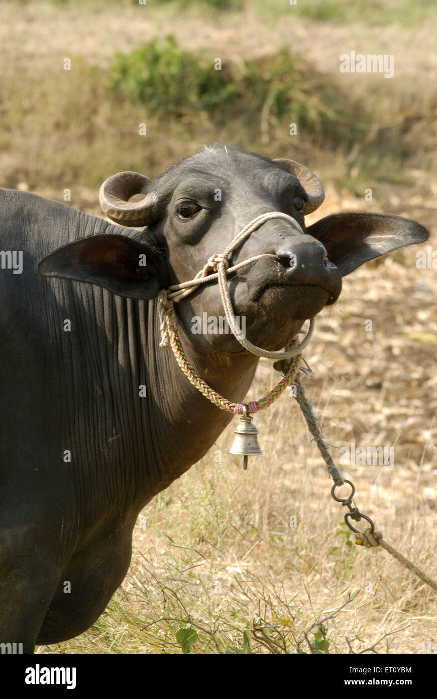 buffalo tied standing, Donje, Pune, Maharashtra, India Stock Photo Alamy