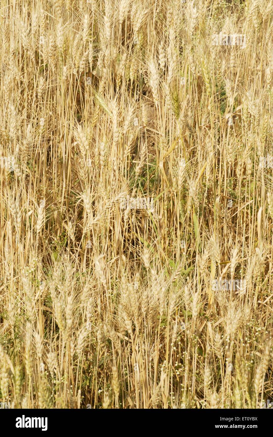 wheat crop, wheat field, wheat farm, wheat cultivation, wheat plantation Stock Photo