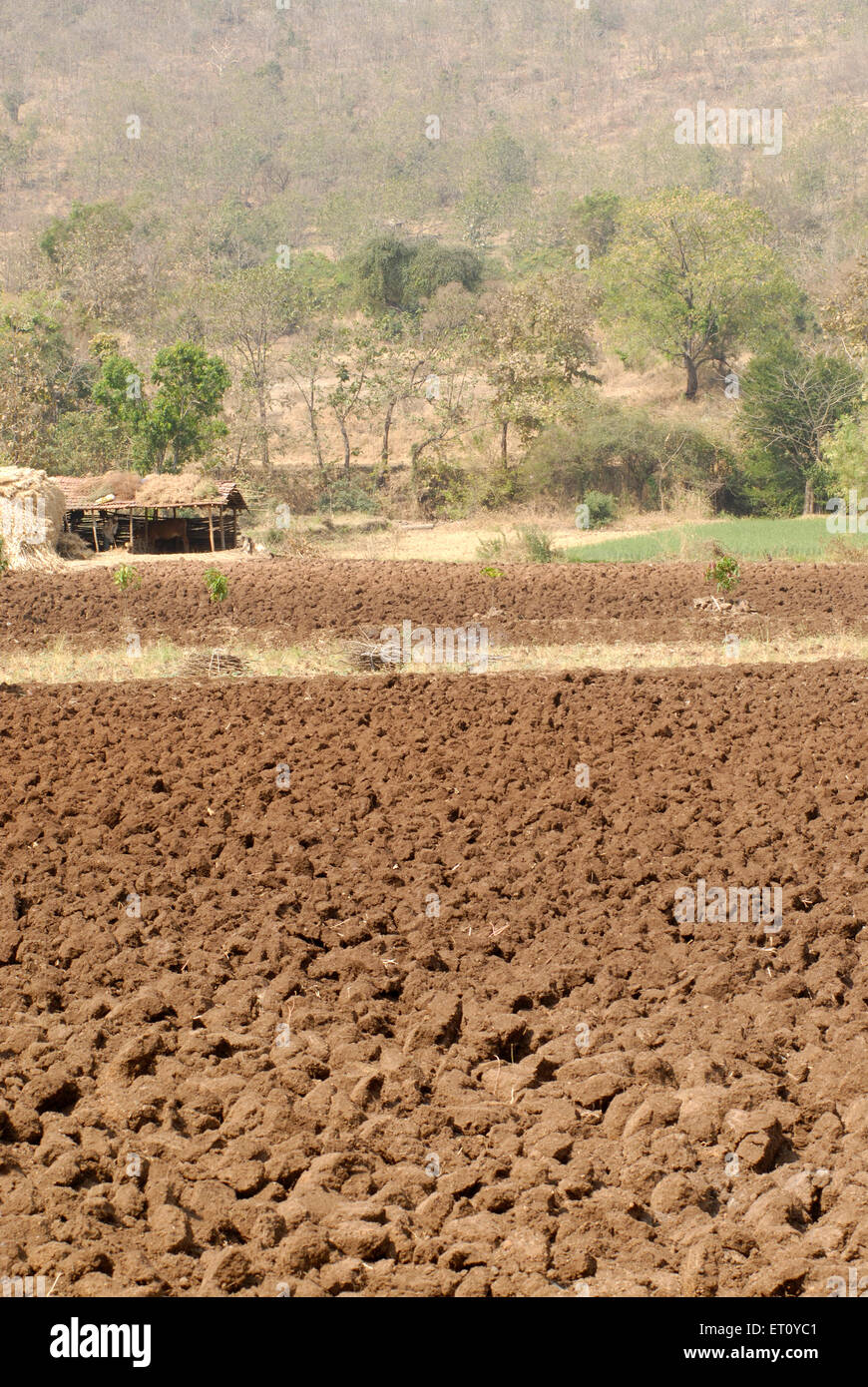 Ploughed field and cow shed ; village Donje ; Pune ; Maharashtra ; India Stock Photo