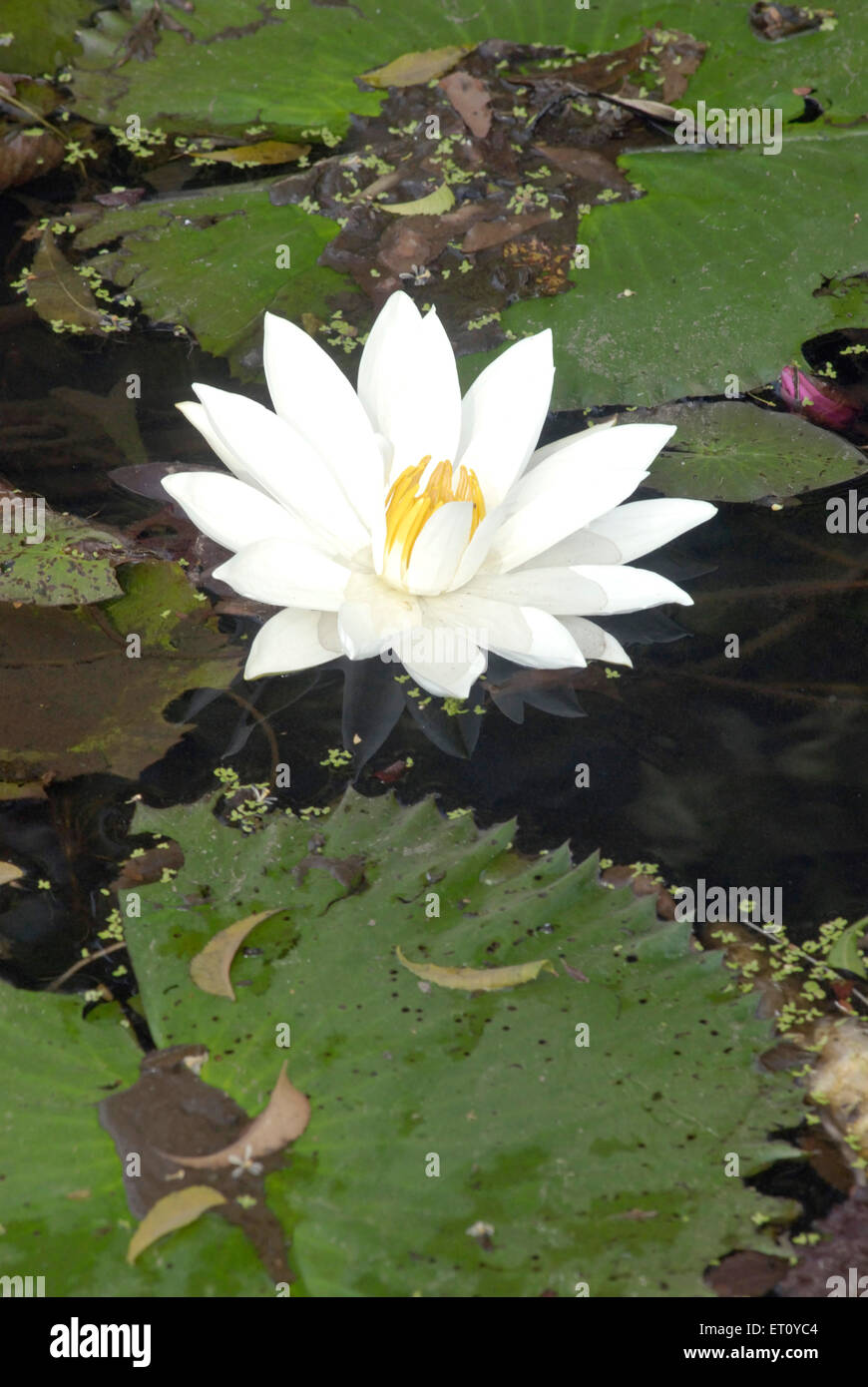 White lotus with yellow farina nelumbo nucifera at Saras Baug ; Pune ; Maharashtra ; India Stock Photo