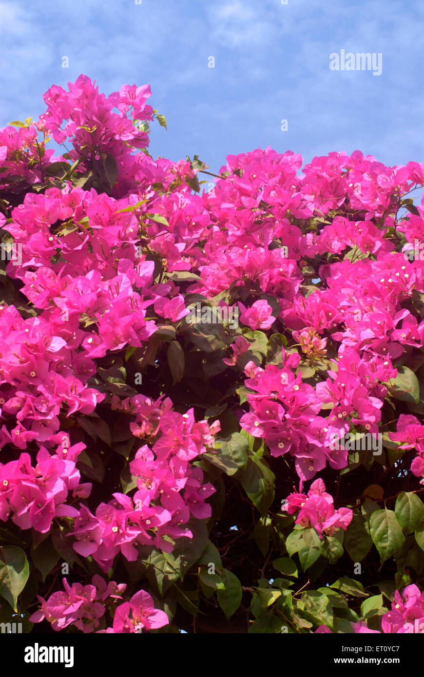 Bougainvillea, ornamental vine, pink flowers, Bougainvillea bush, Bougainvillea tree, Bougainvillea vine, Saras Baug, Pune, Maharashtra, India Stock Photo