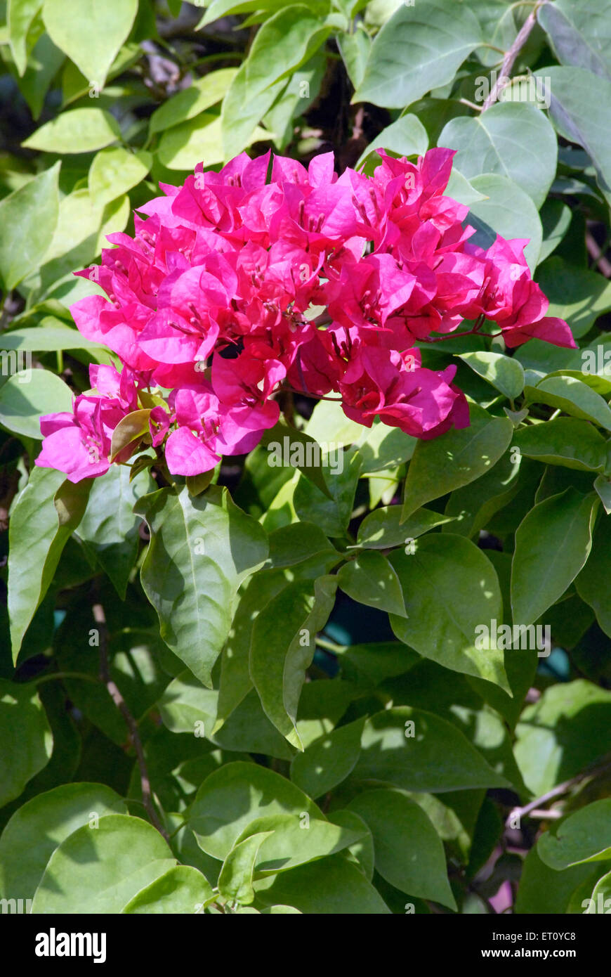 Bougainvillea, ornamental vine, pink flowers, Bougainvillea bush, Bougainvillea tree, Bougainvillea vine, Saras Baug, Pune, Maharashtra, India Stock Photo