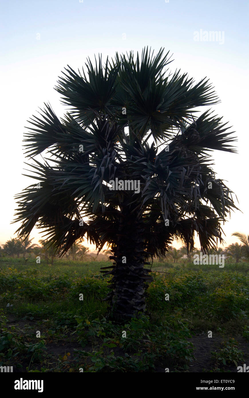 Borassus, palmyra palm, fan palms Stock Photo Alamy