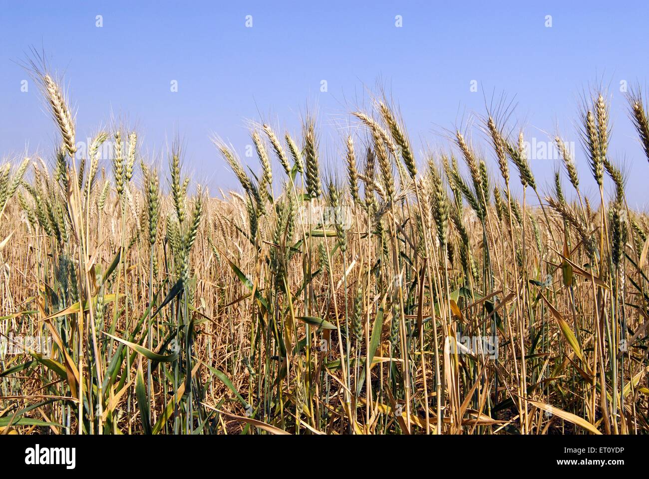 Spike of corns of wheat crop ready for harvesting ; village Urli Kanchan ; Pune ; Maharashtra ; India Stock Photo