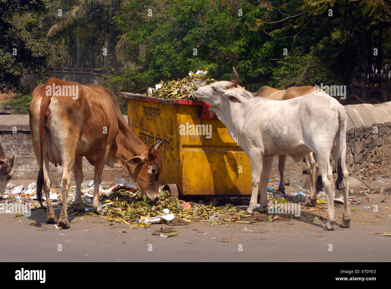 Cows eat waste hires stock photography and images Alamy