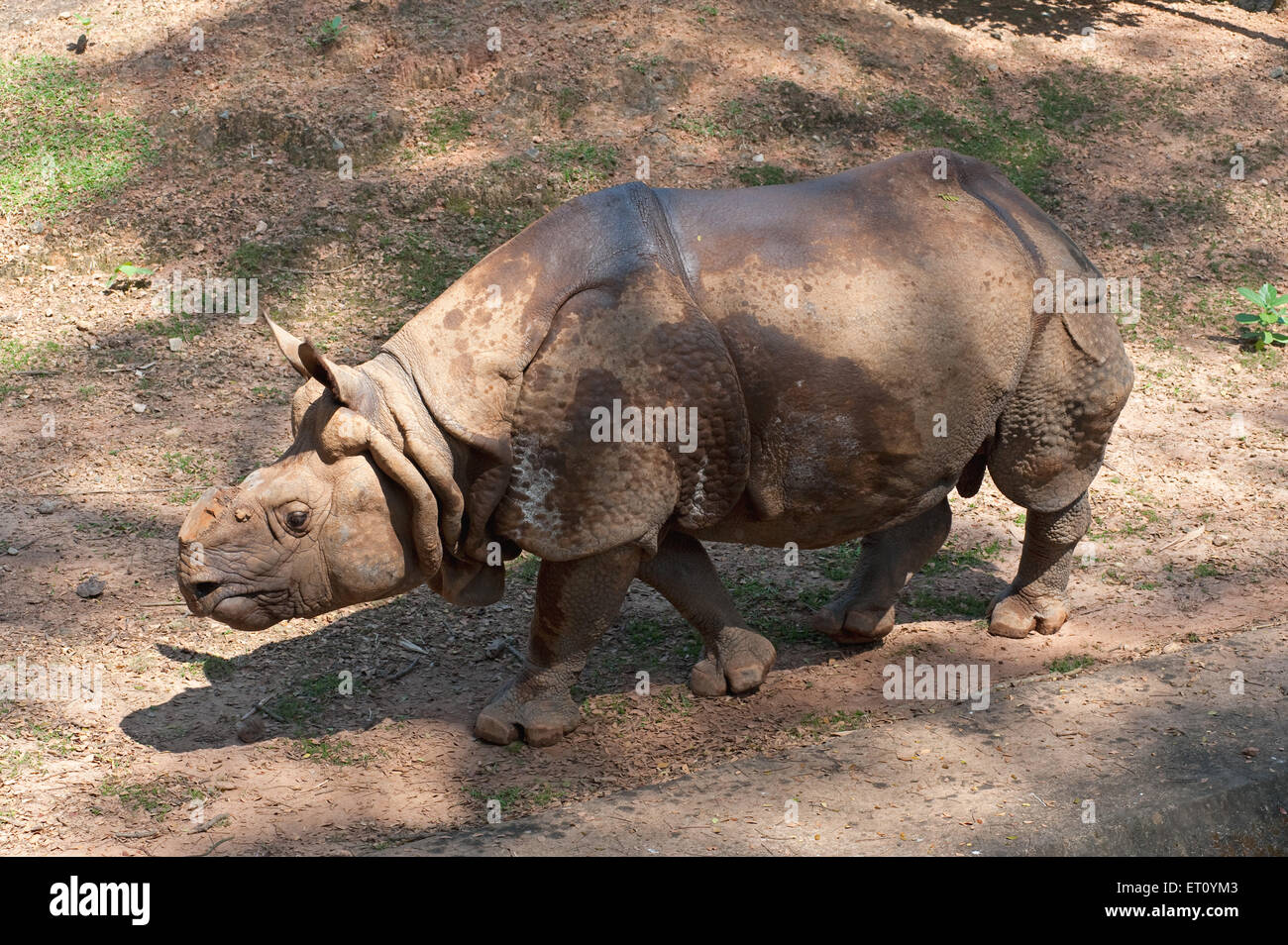 Rhino rhinoceros unicornis at Public Park ; Trivandrum ;  Thiruvananthapuram ; Kerala ; India ; Asia Stock Photo