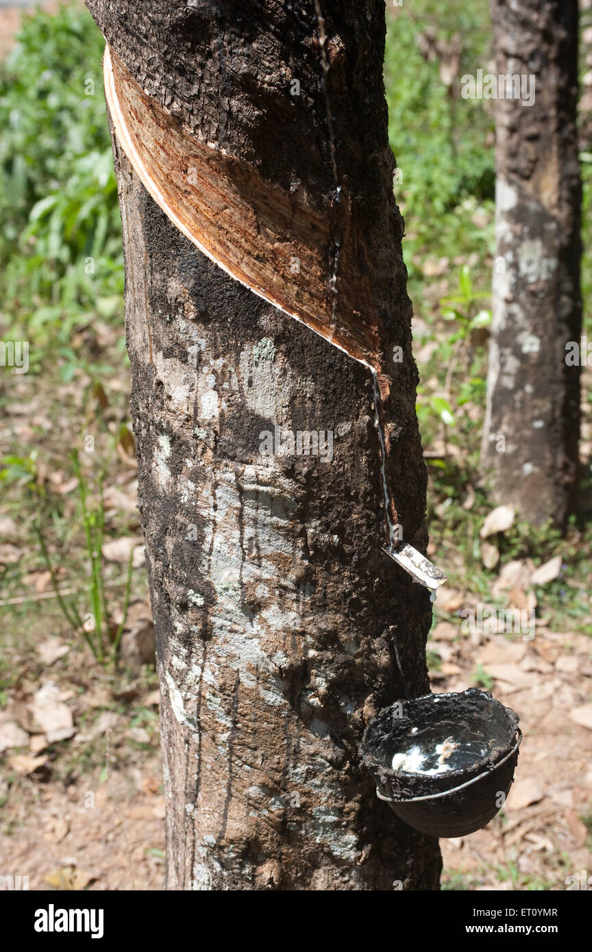 Rubber ficus elastica sap dropping in pot ; Ponmudi ; Trivandrum ;  Thiruvananthapuram ; Kerala ; India ; Asia Stock Photo
