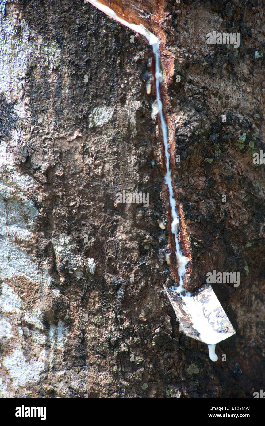 Rubber ; ficus elastica ; sap dropping in pot ; Ponmudi ; Trivandrum ;  Thiruvananthapuram ; Kerala ; India ; Asia Stock Photo